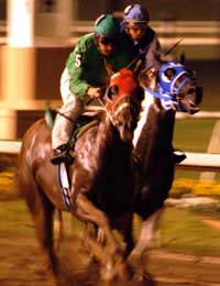 Racing Horses Horse-racing Parties